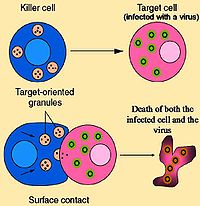 celulas T Inmunitarias